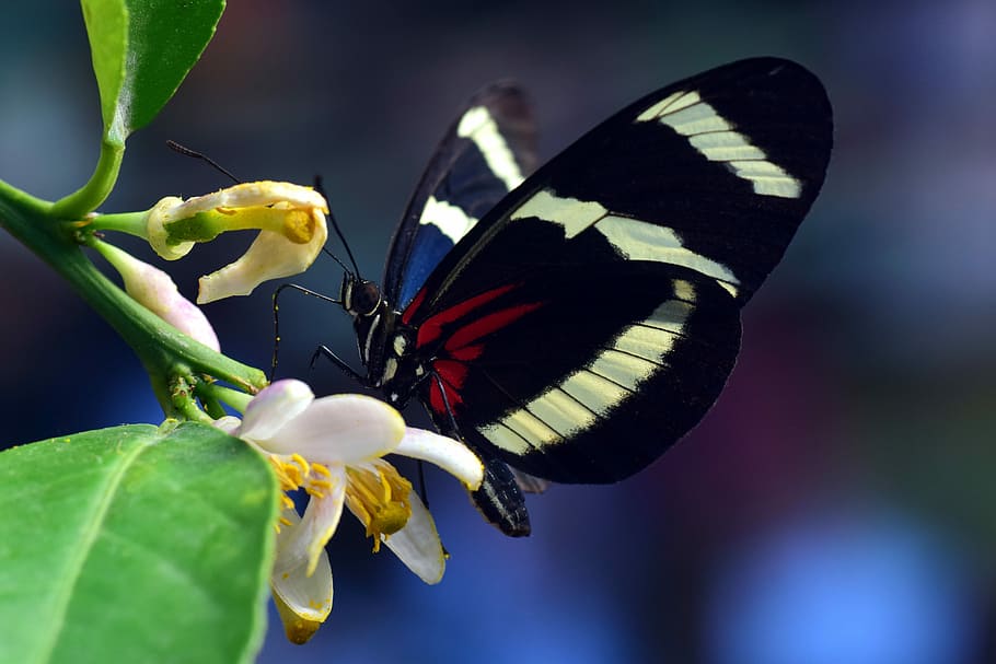 selective focus photography of zebra longwing butterfly perched on white petaled flower, HD wallpaper