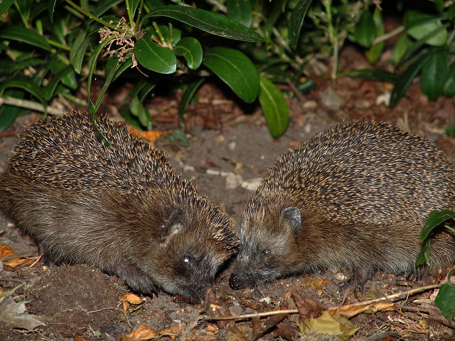 hedgehog, animals, spur, cute, hannah, nature, animal world HD wallpaper