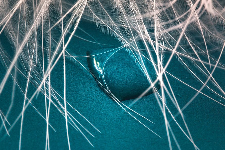 untitled, feather, drip, close, macro, background, drop of water HD wallpaper