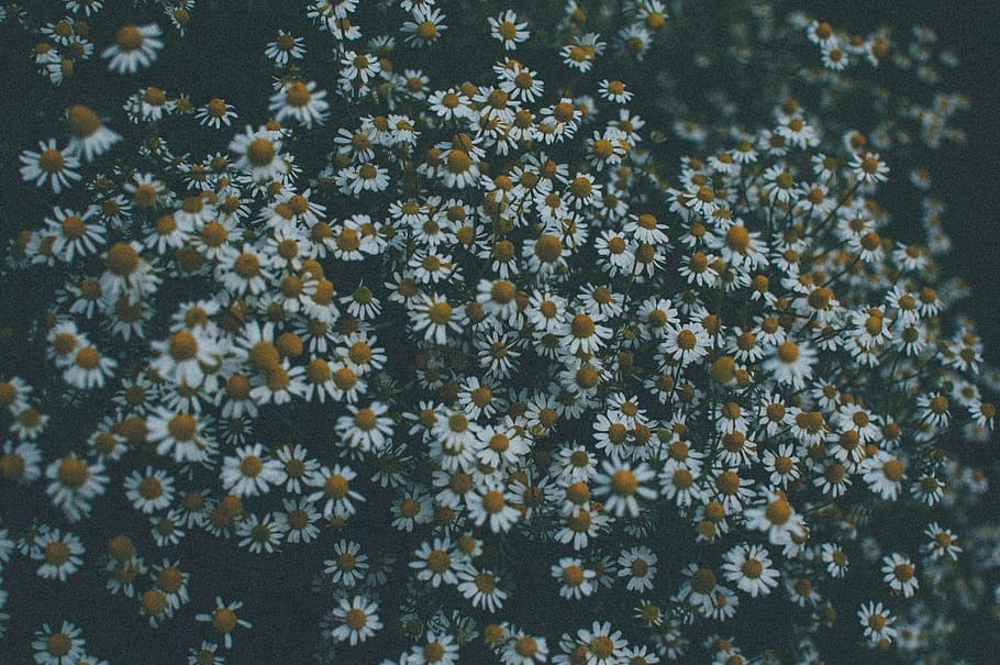 white and orange flowers, daisy, daisies, flowering plant, no people HD wallpaper