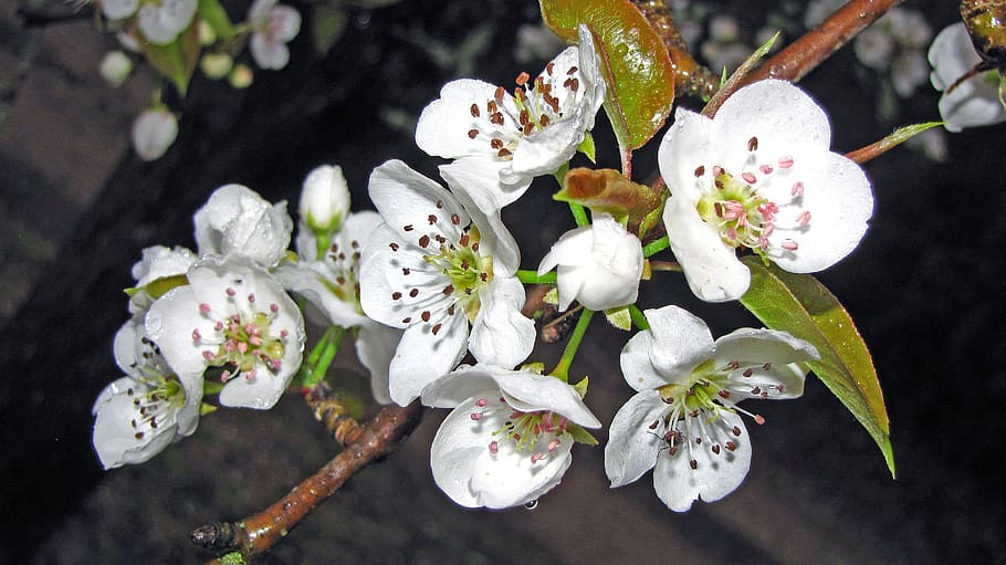 Pear, Blossoms, Flowers, Tree, White, spring, white color, petal HD wallpaper