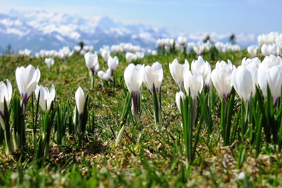 crocus, spring, switzerland, plant, flower, flowering plant HD wallpaper