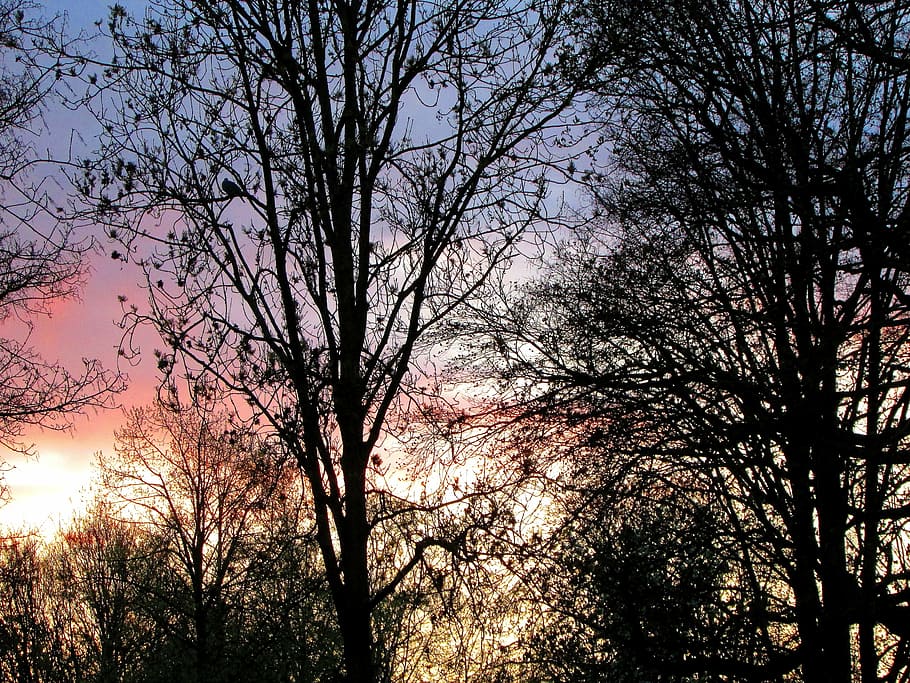 sunset, trees, silhouette, evening sun, twilight, dusk, mood HD wallpaper