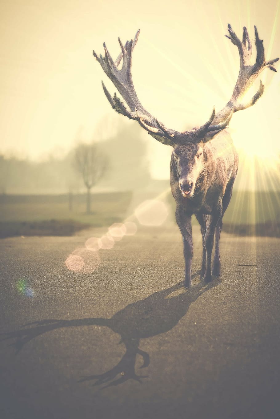 brown reindeer in shallow focus photography, hirsch, nature HD wallpaper