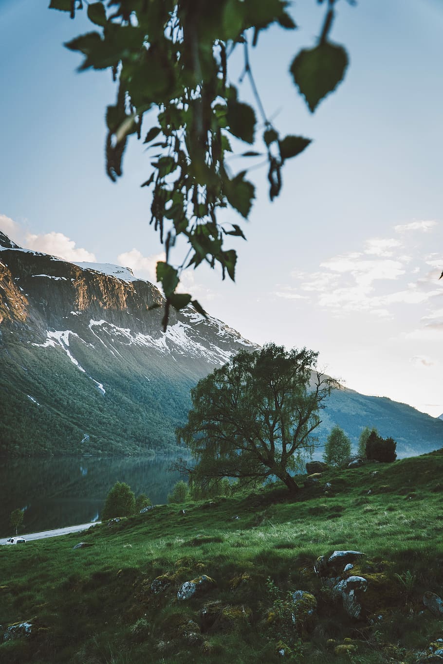 green leaf tree near body of water background of mountain, green tree near mountain at daytime HD wallpaper