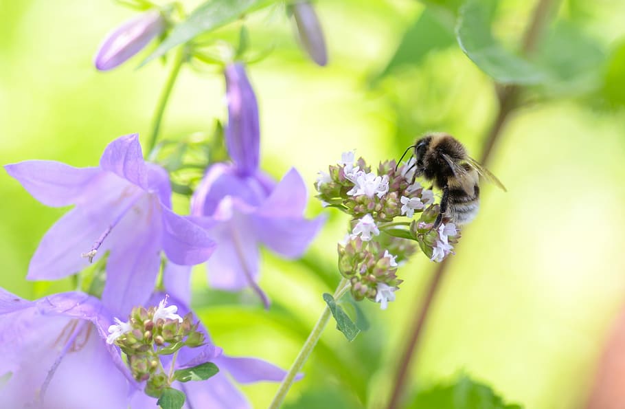 Bee, Flower, Macro, Nature, Green, yellow, honey, garden, plant HD wallpaper