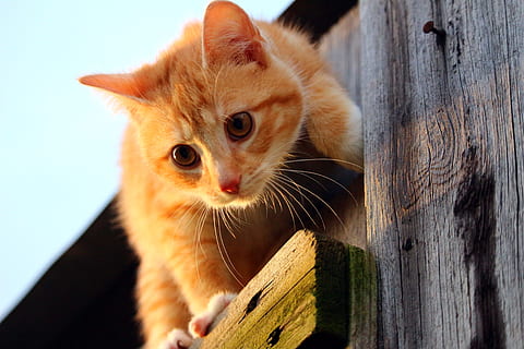 orange tabby cat on wood, Kitten, Mackerel Tabby, Red Cat, red mackerel tabby HD wallpaper