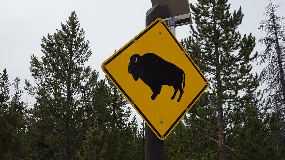 bison, buffalo, yellowstone, board, national park, national parks HD wallpaper
