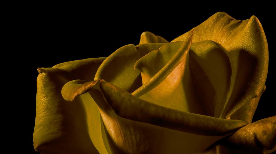rose, close, yellow, flower, black background, beauty in nature HD wallpaper