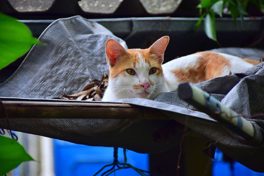 cat, sleep, pets, white, orange, cute, domestic, mammal, animal themes HD wallpaper