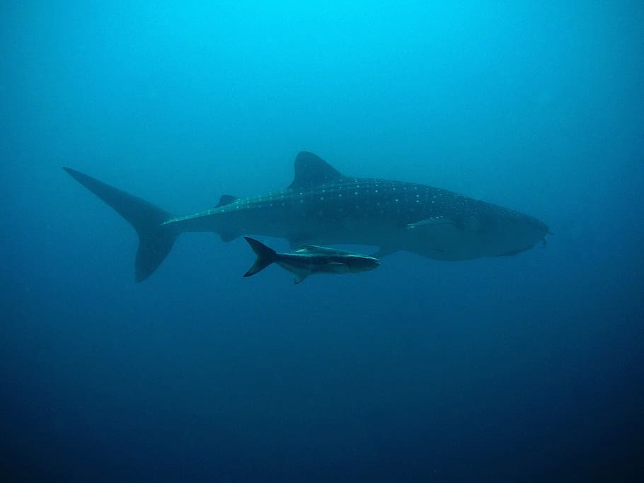 two grey and black whaleshark, Whale Shark, kobia, divers, underwater