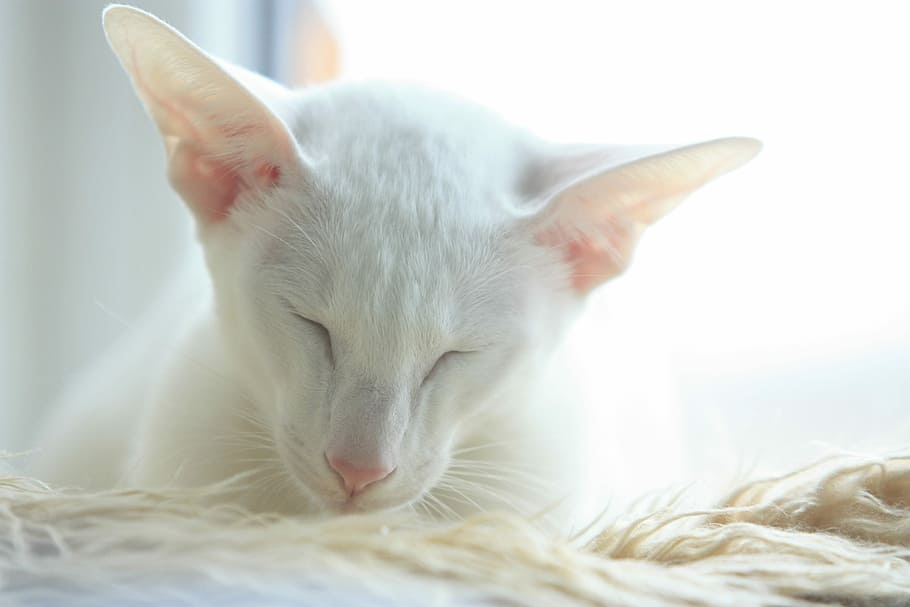 Cat, Oriental, White, Cute, Sleepy, adorable, sweet, asleep HD wallpaper