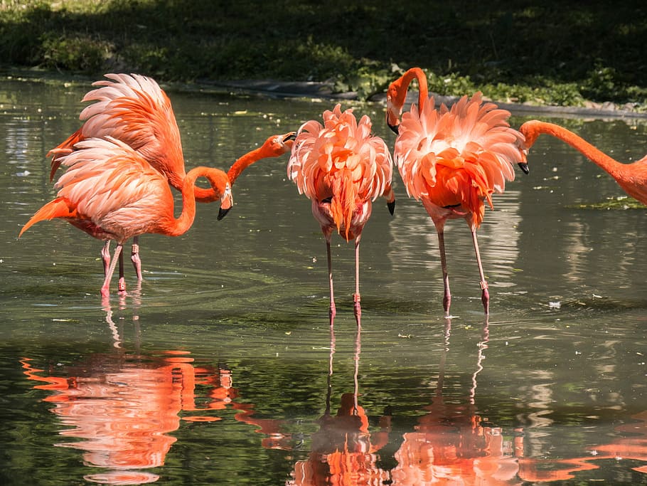 five orange flamingos soak in calm body of water, waterfowl HD wallpaper