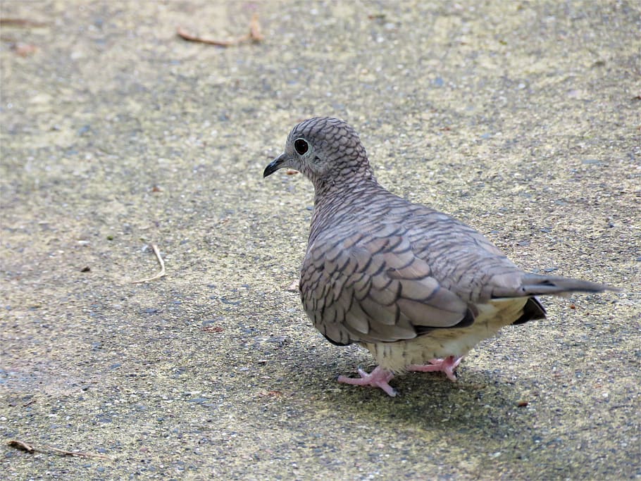 inca dove, pigeon, bird, feather, beak, animal, one animal
