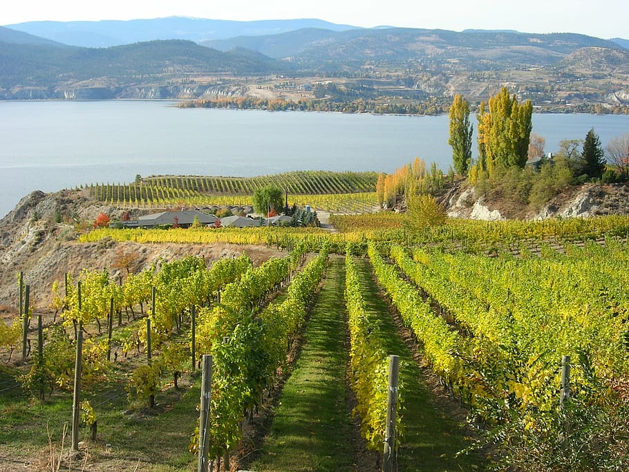 naramata, vineyard, canada, plant, scenics - nature, growth HD wallpaper
