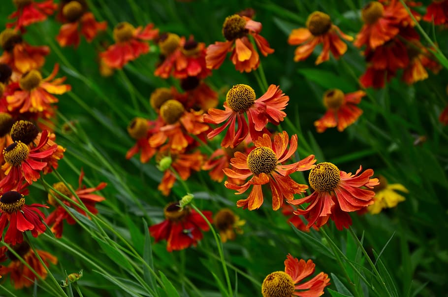 depth photography of red petaled flowers, sun brews, helenium HD wallpaper