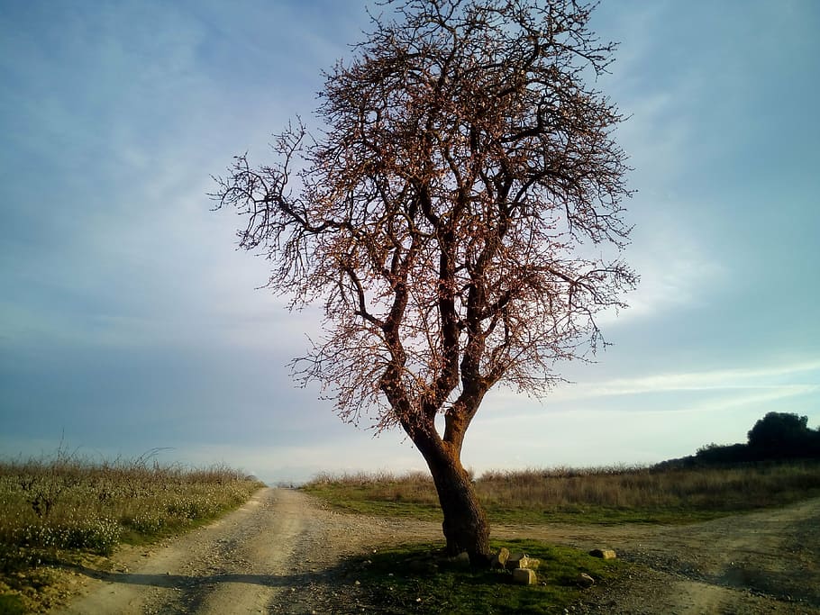 almond tree, trees, nature, field, farm, agriculture, landscape HD wallpaper