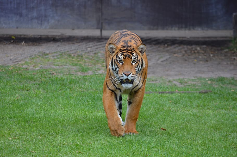 Bengal tiger stands on grass lawn, animal, zoo animals, jungle animals