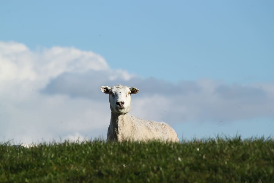white cow on green grass field, sheep on top of green grass field HD wallpaper