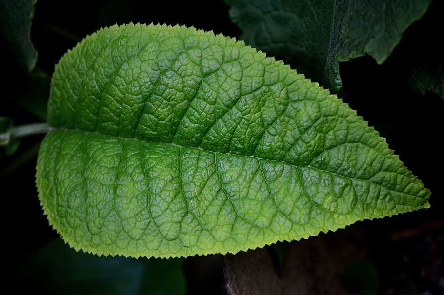 green leaf, plant, nature, environment, approach, freshness HD wallpaper