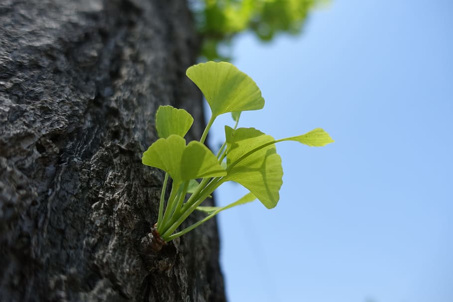 ginkgo, germination, leaf, plant part, growth, tree trunk, nature, HD wallpaper