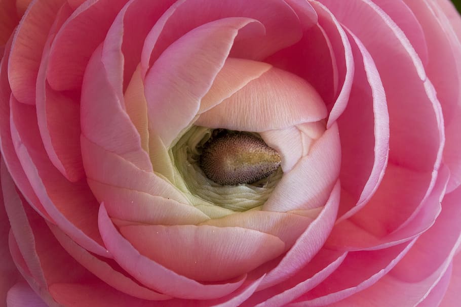 ranunculus, blossom, bloom, spring, nature, plant, white, pink HD wallpaper