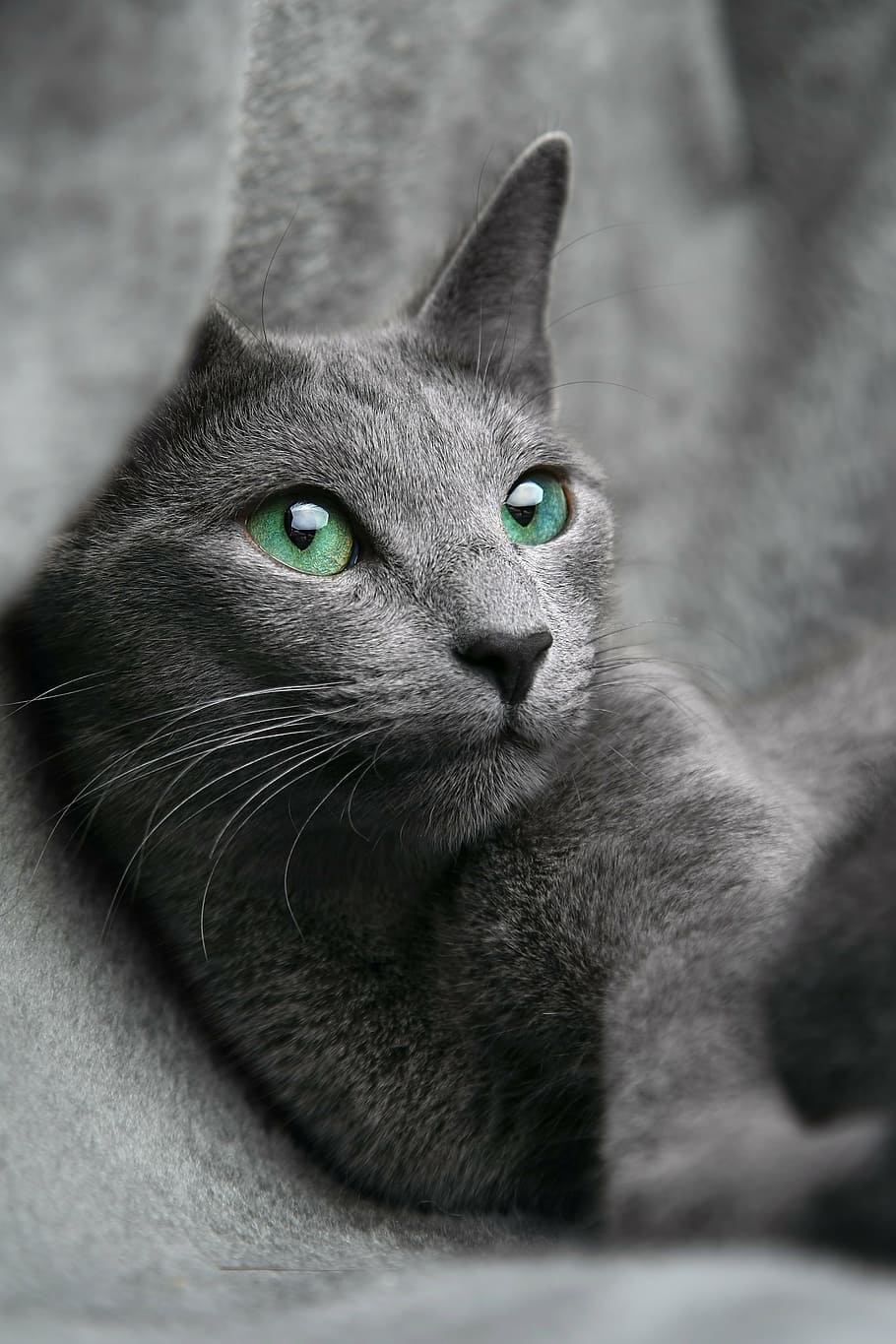 HD wallpaper: grey cat, russian, blue, look, eyes, gray, pet, animal,  domestic Cat | Wallpaper Flare