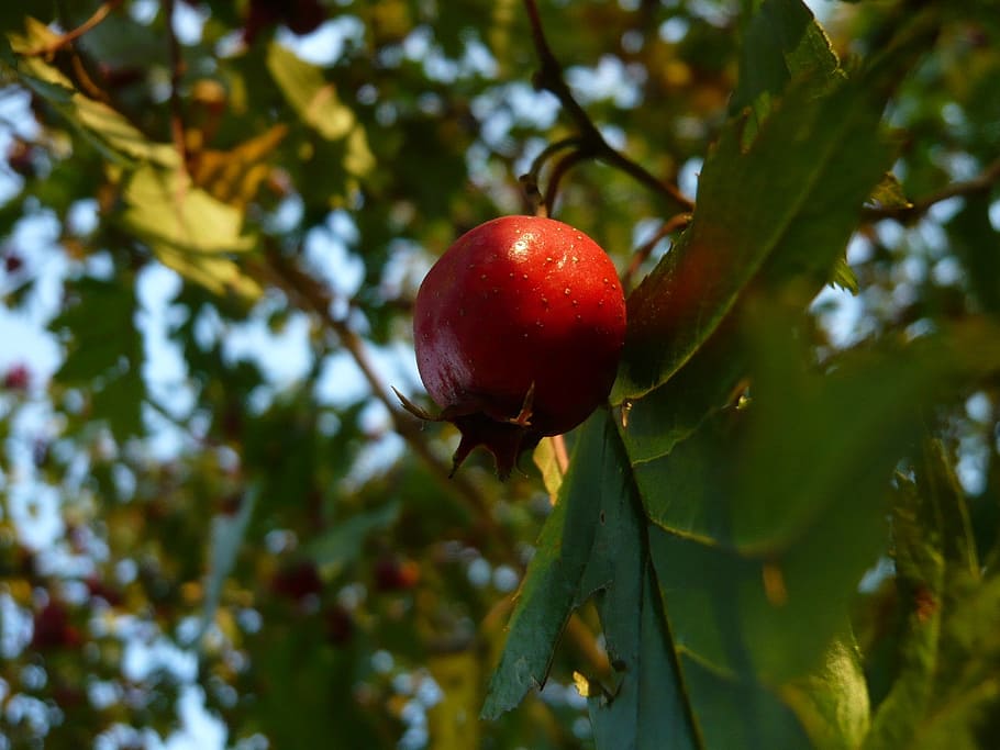wood, fruit, plants, healthy eating, food, food and drink, red HD wallpaper