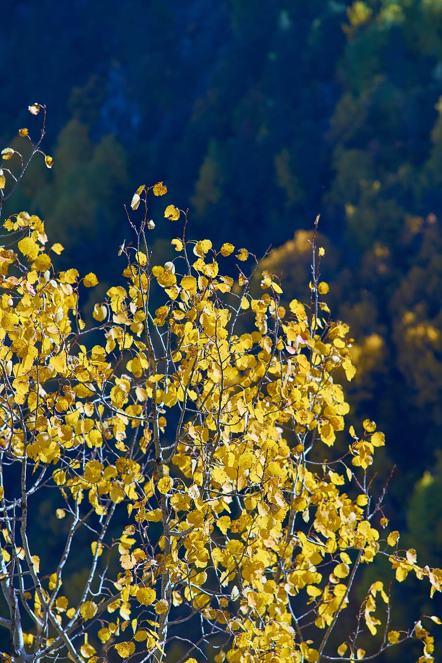tree, leaves, branch, plant, nature, autumn, peace, the leaves are HD wallpaper