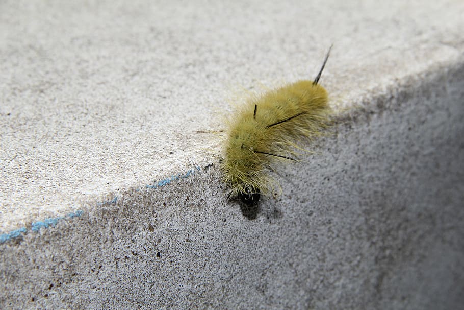 caterpillar, bug, insect, wildlife, worm, larva, creature, metamorphosis HD wallpaper