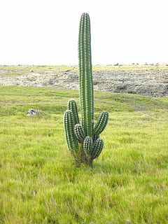 cacti, landscape, aruba, plant, growth, field, cactus, nature HD wallpaper