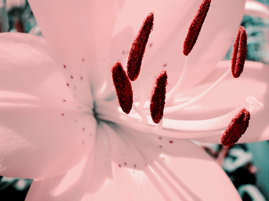 pink, lily, macro, gentle, color, flower, close-up, pink color HD wallpaper