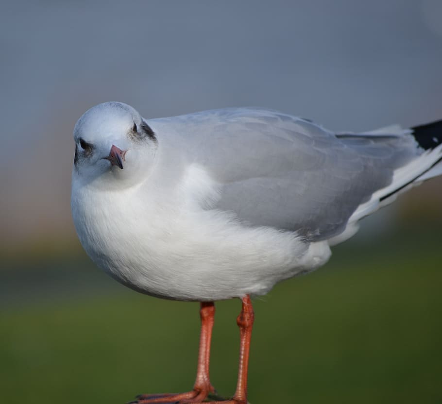 gull, wildlife, questioning, seagull, white, nature, bird, vertebrate HD wallpaper
