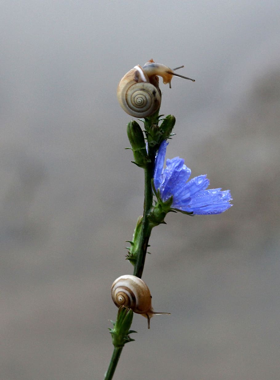 brown snails, flower, blue, climbing, nature, flowering plant HD wallpaper
