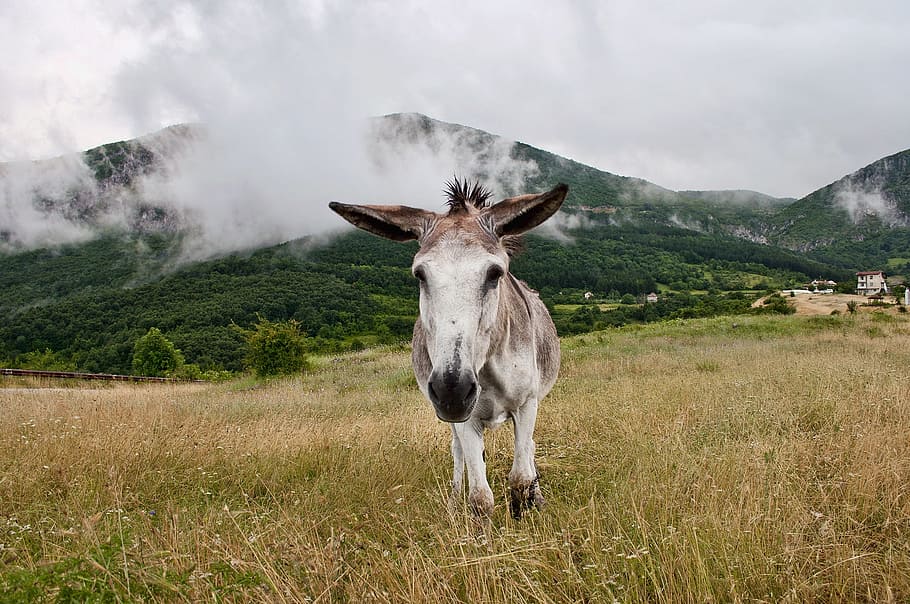 donkey, mountain, fog, clouds, grass, nature, meadow, animal HD wallpaper
