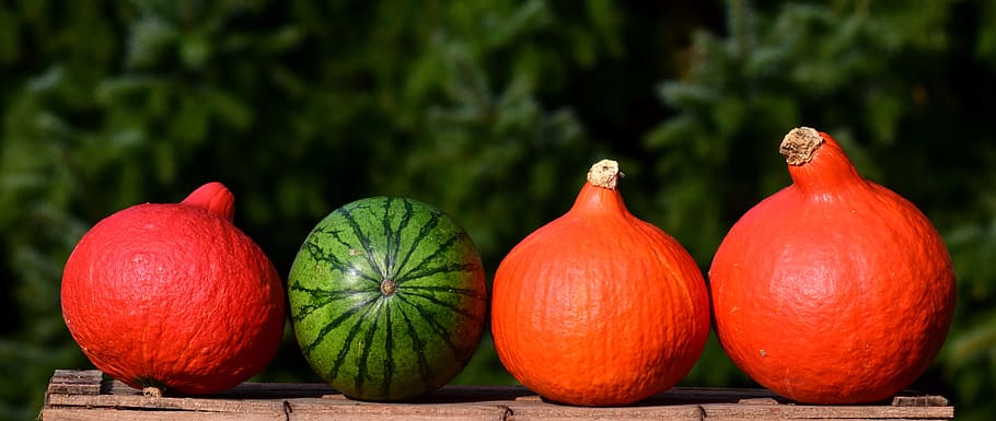 pumpkin, banner, nature, header, autumn decoration, harvest HD wallpaper
