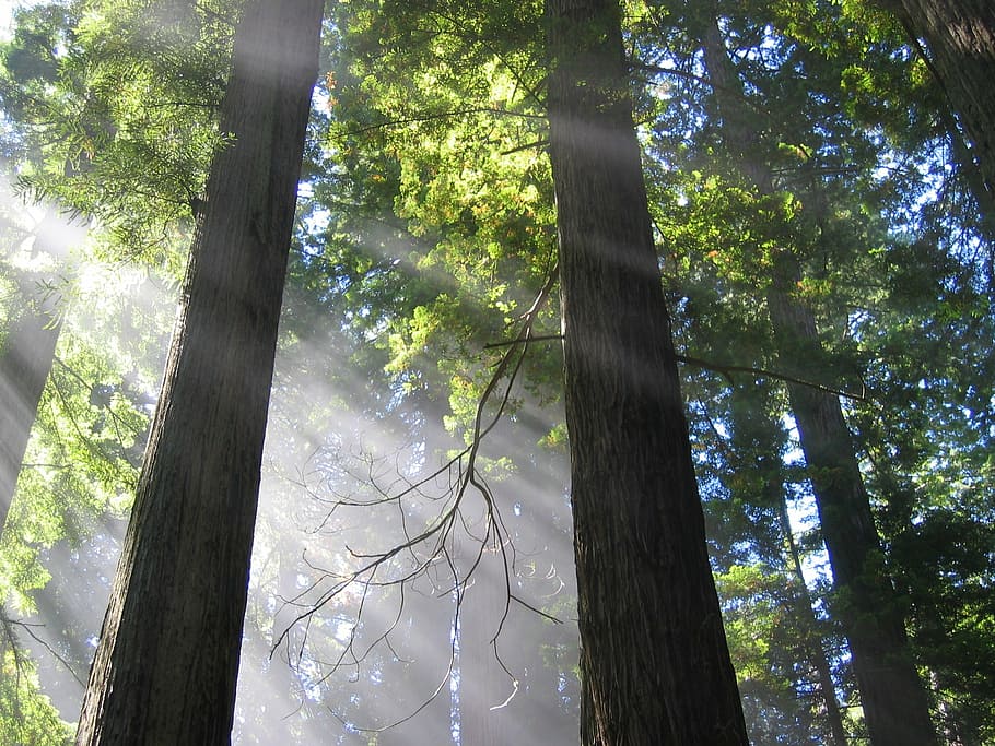 trees, mystical, atmospheric, light, plant, tree trunk, forest HD wallpaper