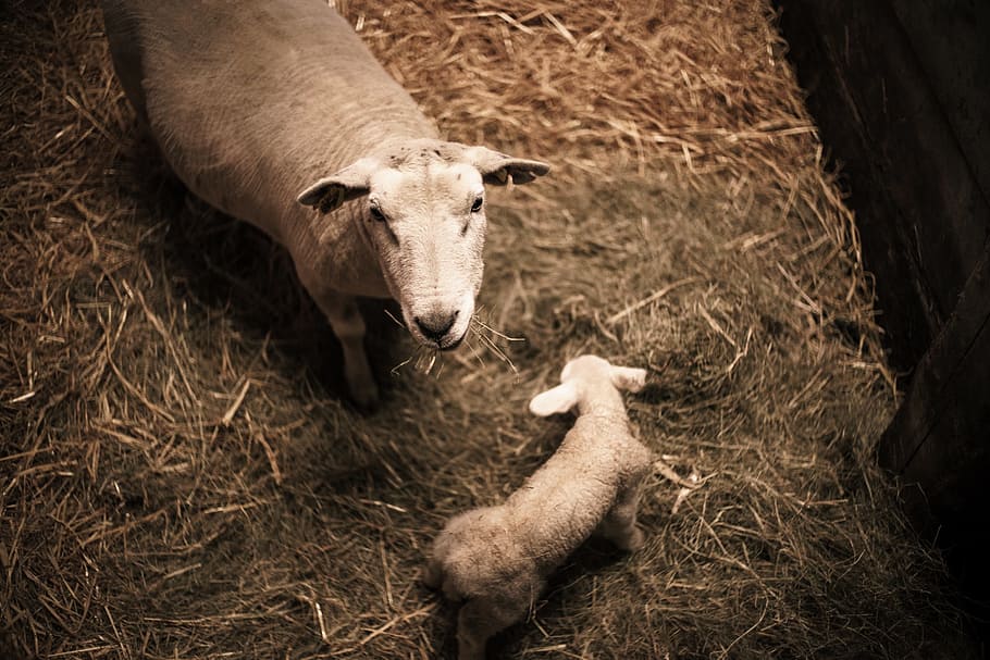 Sheepfold, Lamb, Straw, one animal, animal themes, livestock HD wallpaper