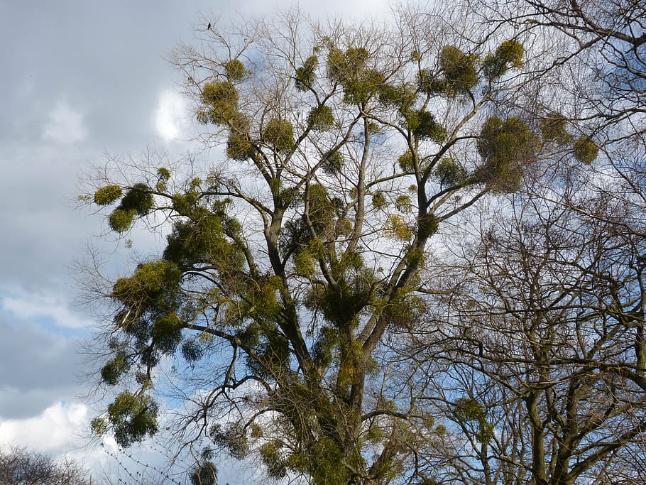 mistletoe, parasite, tree, plant, tree plant, flora, make the most of HD wallpaper