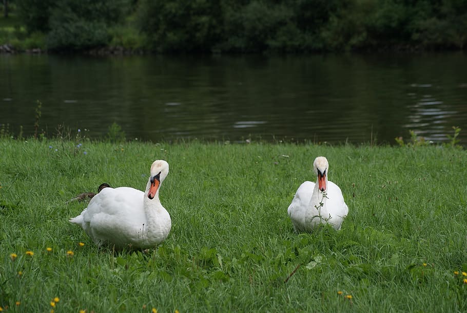 bird, white, swans, animal themes, vertebrate, group of animals HD wallpaper