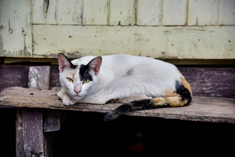 calico cat reclining on staircase, temple cat, cute, persistent HD wallpaper