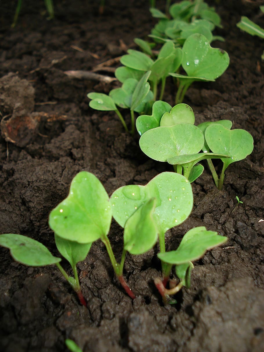 radish, sprout, plant, spring, drops, dew, after rain, nature HD wallpaper