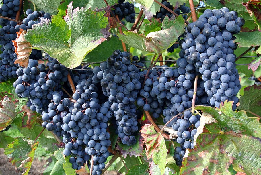 blueberries vine, fruit, grape, climber, food and drink, healthy eating HD wallpaper