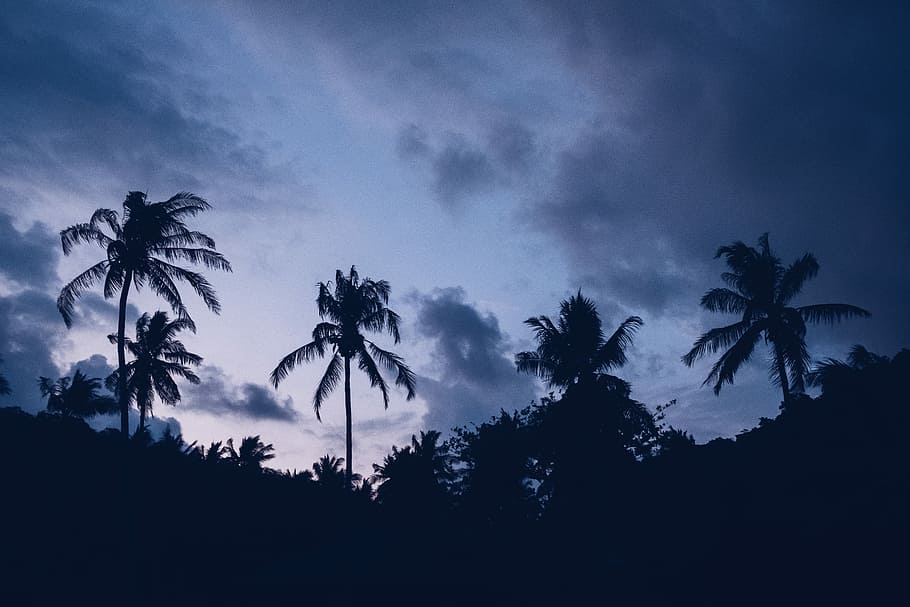 Lost in paradise, silhouette of coconut trees under gray sky HD wallpaper