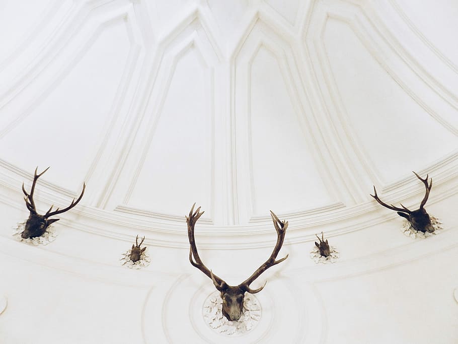 five black deer head taxidermies on white wall, low angle photography of deer skull taxidermy in room