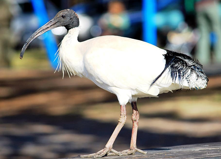 bird, eastern, plumage, bill, animal, animal themes, vertebrate HD wallpaper