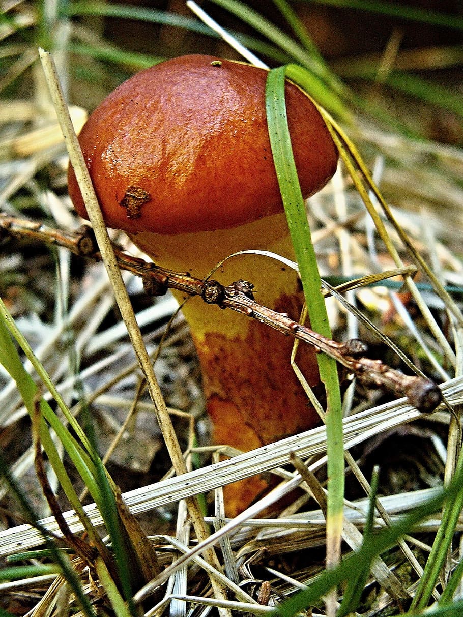 Talc, Dapper, Fungus, Macro, Grass, talc dapper, young, dry HD wallpaper