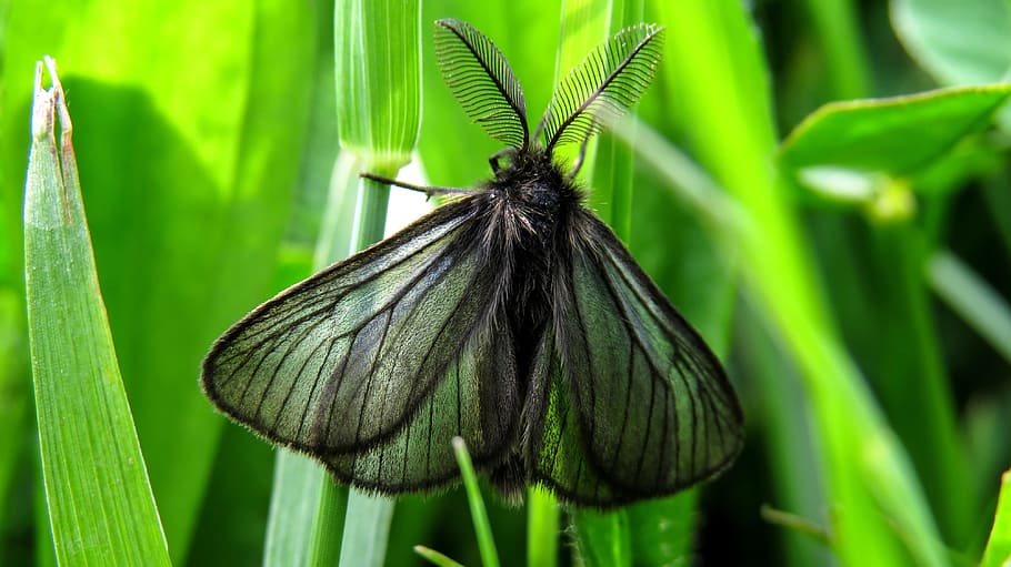 black moth in green leaf, butterfly, insect, macro, arthropod HD wallpaper