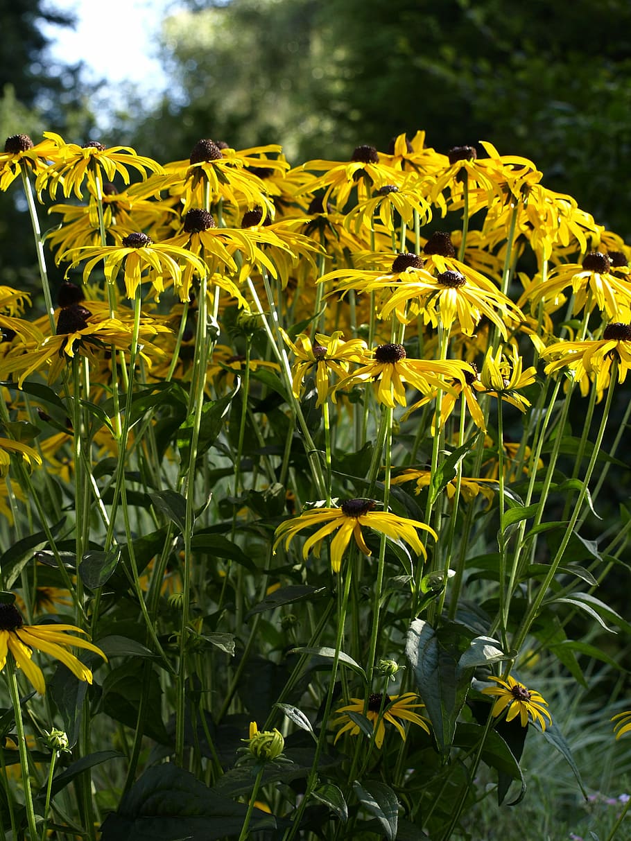 sun hat, yellow, blossom, bloom, sunny, summer, midsummer, garden HD wallpaper