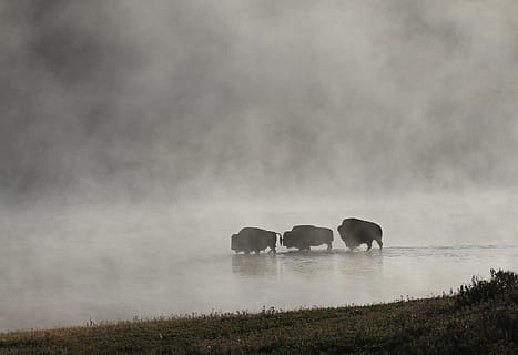 three animals walks on calm water, bison, buffalo, herd, mist HD wallpaper